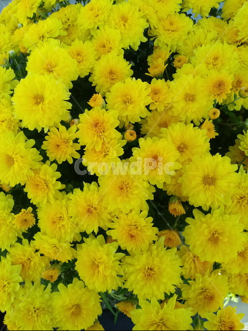 국화,꽃,식물,flower,plant,노란색꽃,식물,자연,plants,nature,꽃,flower