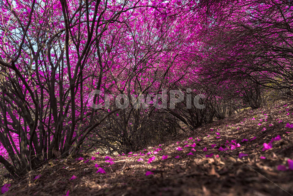 진달래,원미산,부천시,진달래축제,분홍꽃,식물,꽃나무,식물,자연,plants,nature,꽃,flower