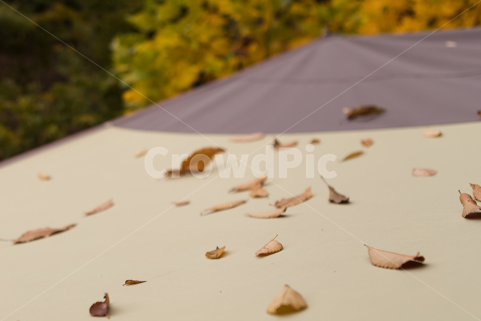 천막,타프,낙엽,가을,나뭇잎,계절,떨어지다,가을,계절,fall,autumn,season