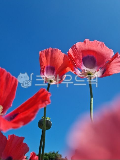 양귀비,양귀비꽃,두해살이풀,앵속,약담배,아편꽃,꽃,poppy,poppyflower,biennialherb,hyacinth,medicinaltobacco,opiumflower,flower