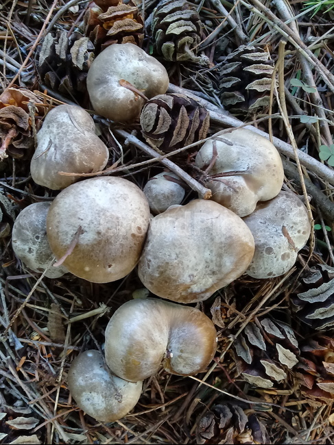 버섯,진균류,fungus,mushroom,식물,버섯,mushroom