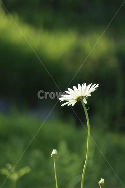 샤스타데이지,흰색,냇가,봄,빛,봄,계절,spring,season,식물,자연,plants,nature,꽃,flower,plant,blossom,daisy,데이지,daisies