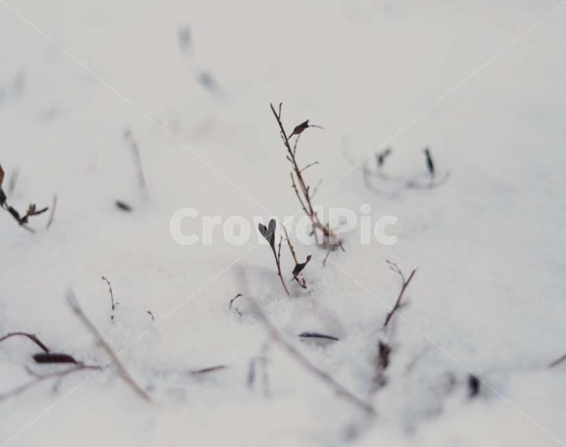 하트,사랑,자연,풍경,눈,겨울풍경,빛모아농원,겨울,계절,winter,season,식물,자연,plants,nature