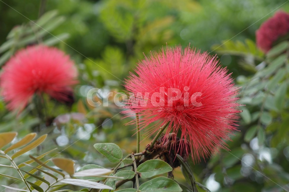 꽃,자연,빨간꽃,식물,야생화,flower,꽃봉오리,식물,자연,plants,nature,꽃,flower