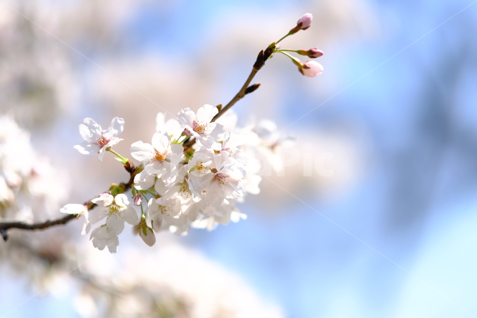 봄,꽃,flower,식물,벚꽃,하늘,sky,맑음,꽃가루,기침,더움,봄,계절,spring,season,식물,자연,plants,nature,꽃,flower,감성,sensible,feeling,plant