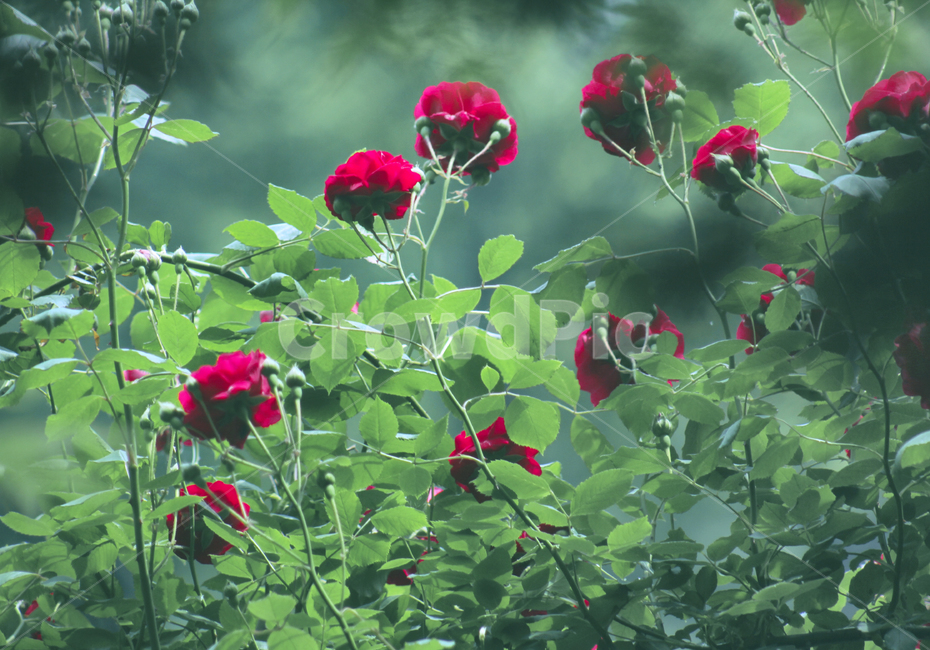 꽃,장미,식물,빨간장미,잎,감성사진,redrose,flower,green,rose,leaf,plant,blossom