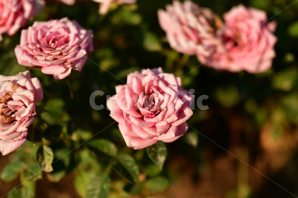장미,장미공원,창원,꽃,장미꽃,공원,핑크,식물,rose,flower,park,pink,plants