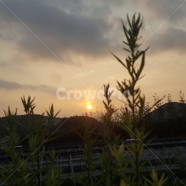노을,감성,해,태양,풀,sun,sunrise,하늘,줄,따뜻한