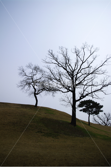 나무,언덕,식물,plant,자연,nature,자연,풍경,nature,landscape,field,들,grassland,목초지,outdoors,옥외,tree