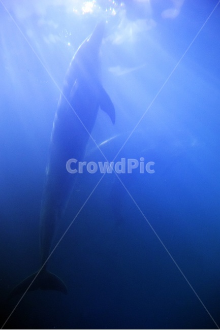 돌고래,dolphin,수직,수족관,아쿠아리움,해양생물,동물,animal