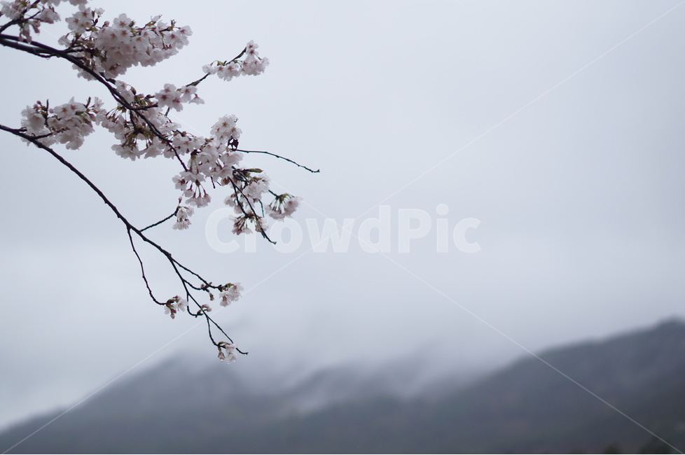 산,벚꽃,풍경,구름,봄,흐림,봄,계절,spring,season,식물,자연,plants,nature,꽃,flower,plant