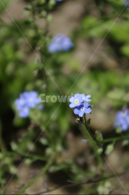 꽃,flower,식물,plant,계절,봄,spring,식물,자연,plants,nature,꽃,flower