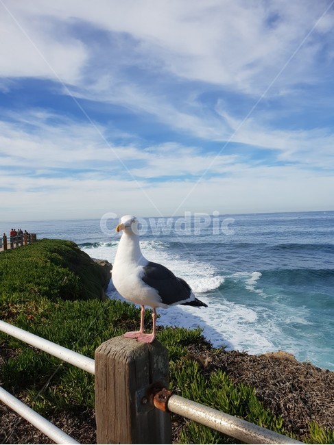 bird,새,seagull,갈매기,animal,동물,animal,조류,새,birds