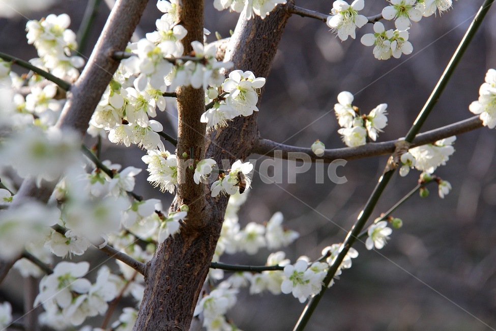 꽃,꿀벌,흰꽃,봄,꽃나무,봄,계절,spring,season,식물,자연,plants,nature,꽃,flower,plant,cherry blossom,벚꽃,blossom