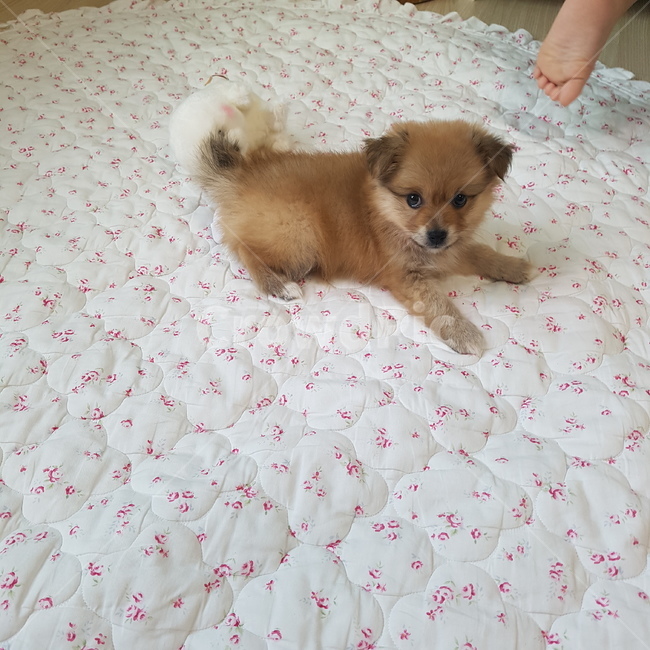 새끼강아지,폼피츠,아기강아지,puppy,반려견,동물,animal,포유류,mammal,개,강아지,dog,doggy