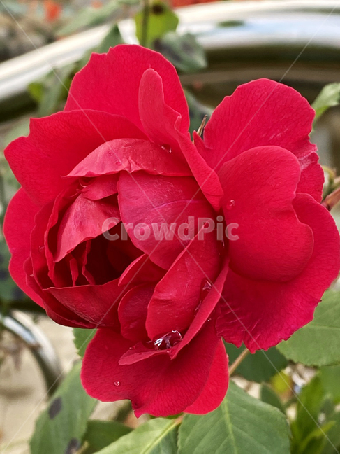 flower,plant,식물,blossom,꽃,장미,rose,빨간장미,접사컷,식물,자연,plants,nature,꽃,flower