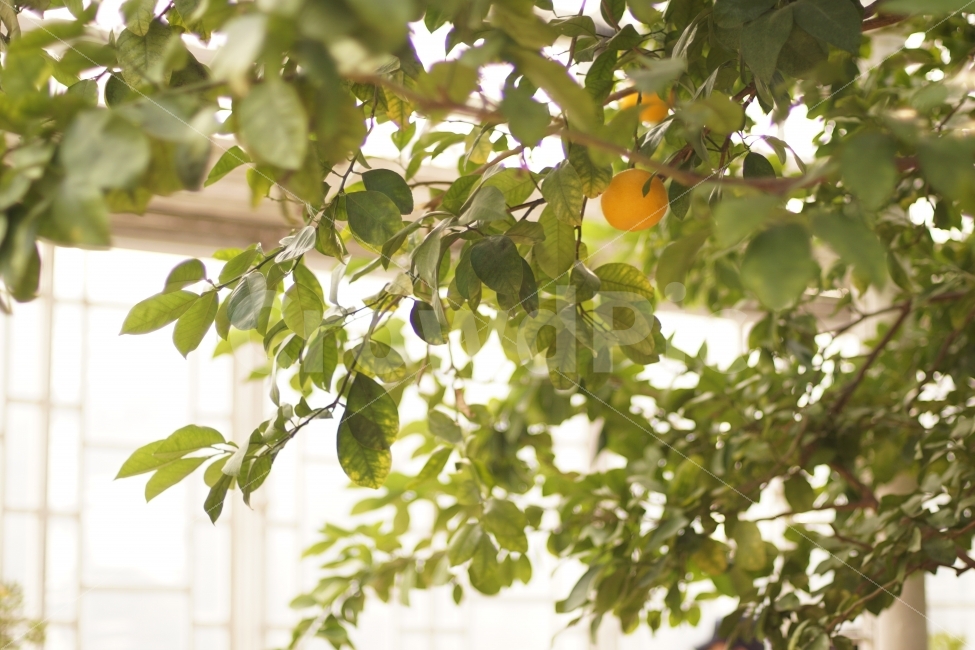 유자,과일,온실,식물,열매,음식,식재료,요리,food,cook,meal,dishes,food reserves,과일,열매,fruit