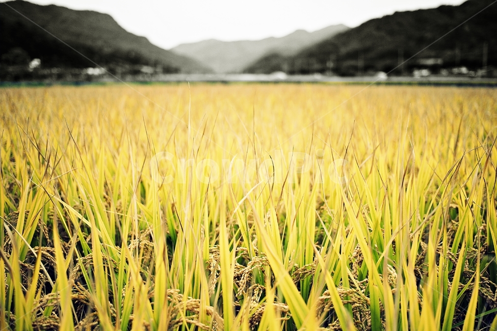 가을,추수,들녘,계절,rice,가을,계절,fall,autumn,season,산업,industry,industrial,농업,농사,agriculture,farming,farming industry,field,들