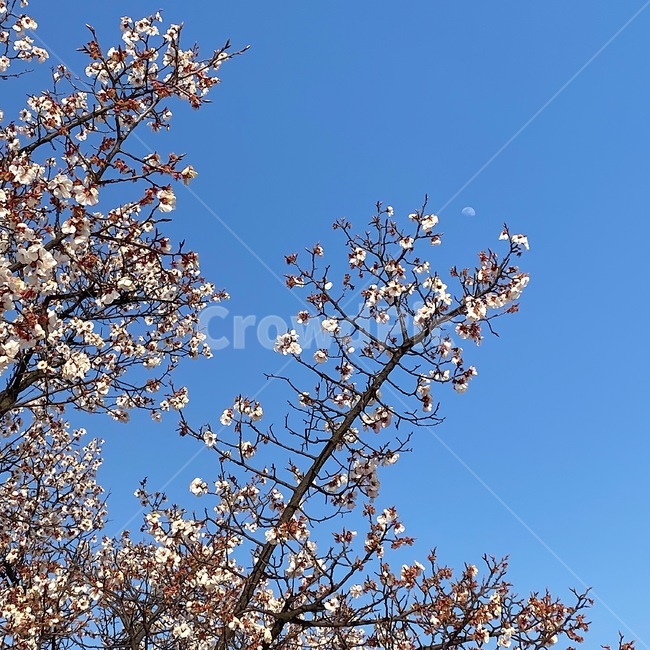plant,식물,flower,blossom,꽃,cherryblossom,벚꽃,벚꽃나무,봄,달,하늘,sky,spring,moon