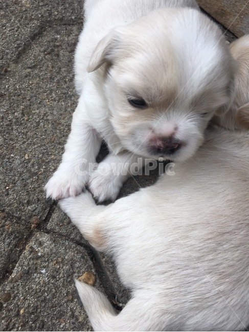 포유류,puppy,dog,동물,pet,동물,animal,포유류,mammal,개,강아지,dog,doggy