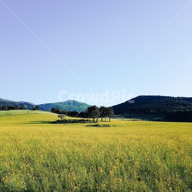 봄,유채꽃밭,유채꽃,들판,나무,field,들,grassland,목초지,outdoors,옥외,nature,자연,제주,jeju