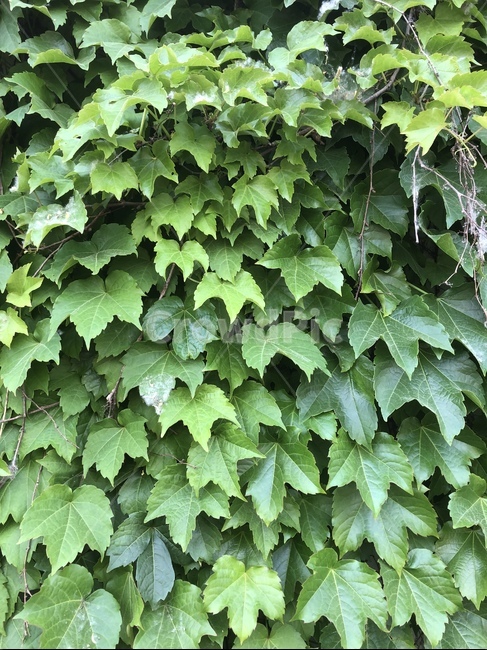 자연,담쟁이넝쿨,그린,녹색,숲