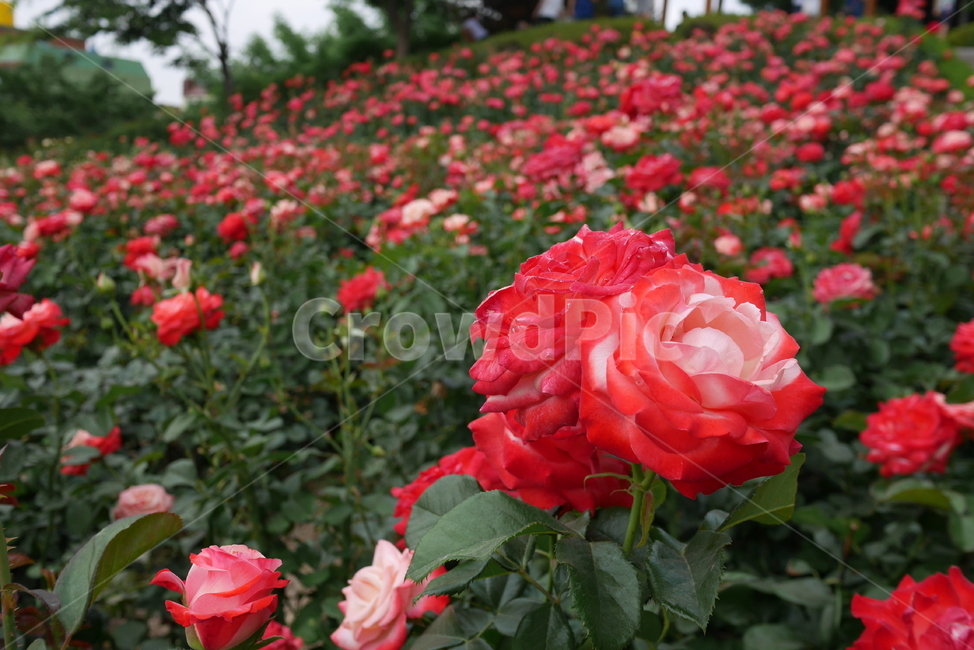 꽃,장미,rose,flower,장미꽃,공원,장미축제,flowerpic,rosepic,pink,자연,식물,여름,봄,park,plants,nature,feeling,감성,green