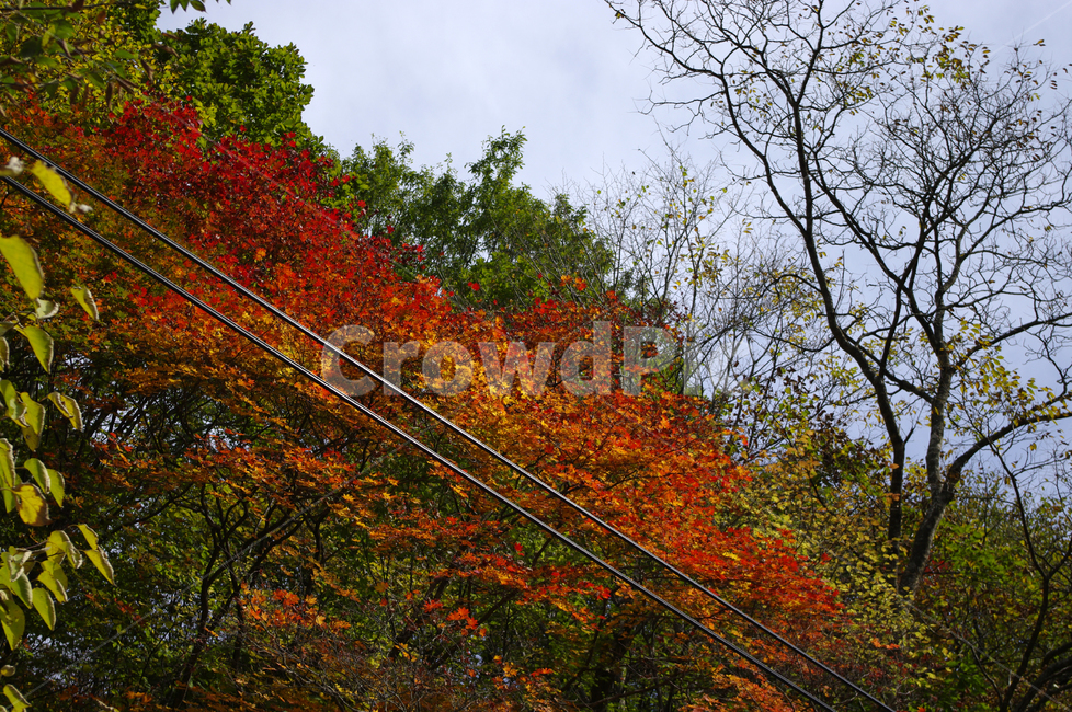 단풍,가을,산,나무,식물,가을,계절,fall,autumn,season,leaf,잎,plant,tree,maple