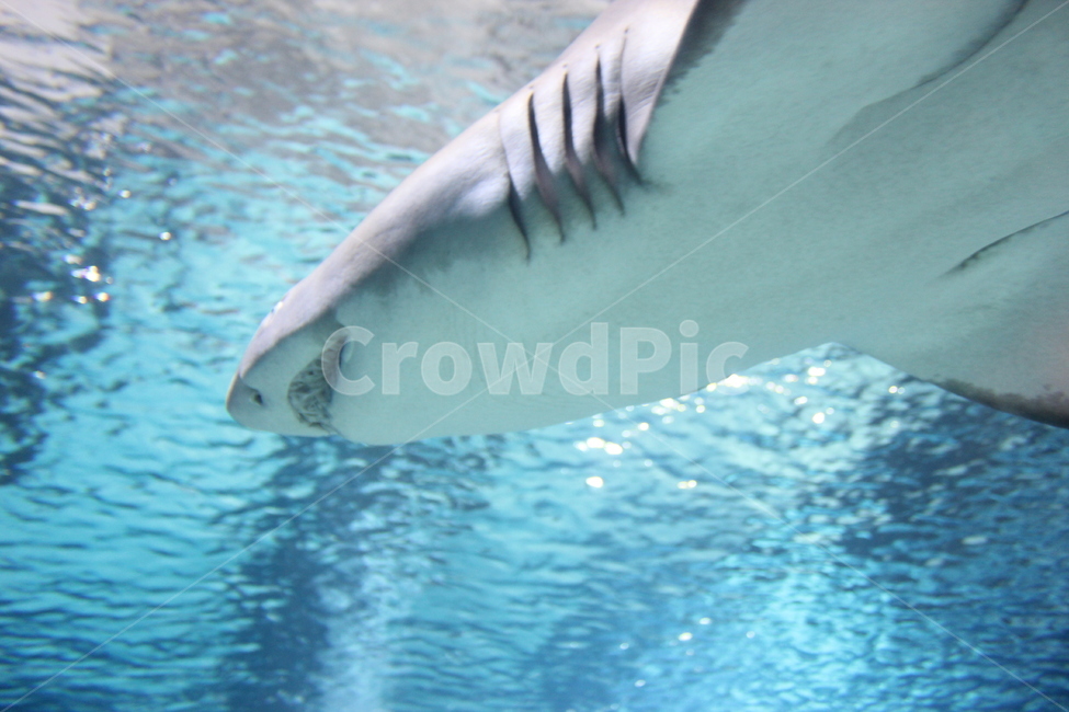 물고기,아쿠아리움,수족관,어항,상어,죠스,동물,animal,어류,물고기,fish