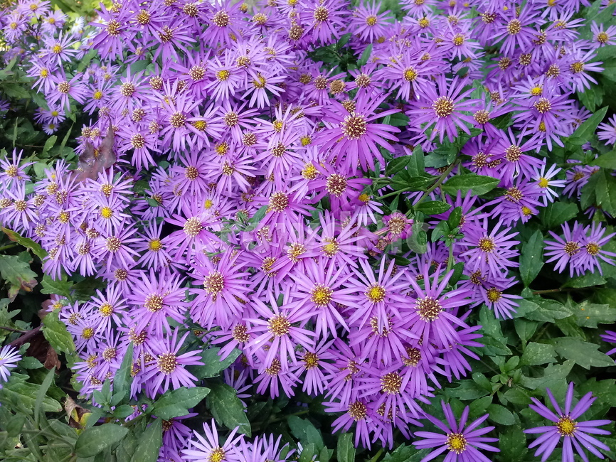 꽃,flower,plant,blossom,식물,아스타,aster,보라색꽃,식물,자연,plants,nature,꽃,flower