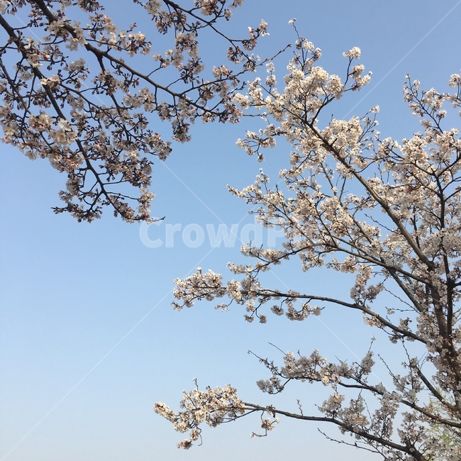 벚꽃,나무,봄,봄날,풍경,행복,봄,계절,spring,season,식물,자연,plants,nature,꽃,flower,plant,blossom,cherry blossom