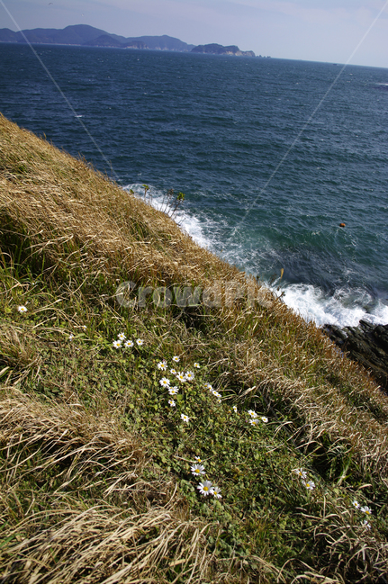 바다,언덕,잡초,풀,파도,들꽃,promontory,곶,ocean,대양,sea,outdoors,옥외,nature,자연,water,물