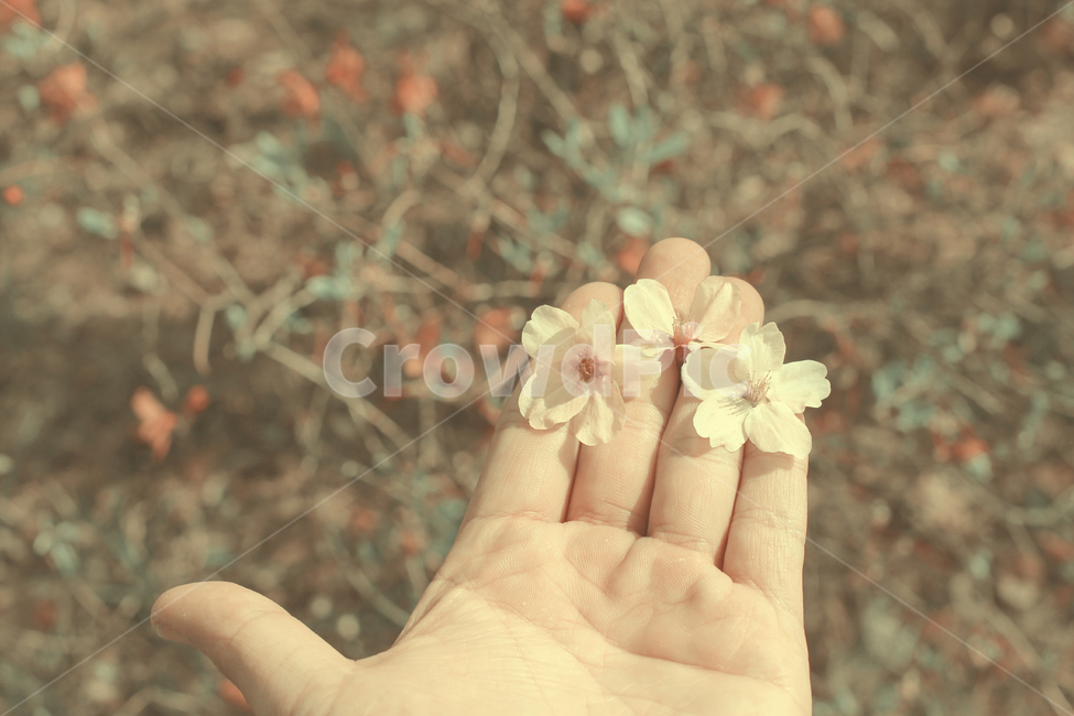 봄,벚꽃,손바닥,봄꽃,화창한,날씨,계절,flower,감성,꽃,flower,사람,인물,인간,human,person,신체일부,몸,body