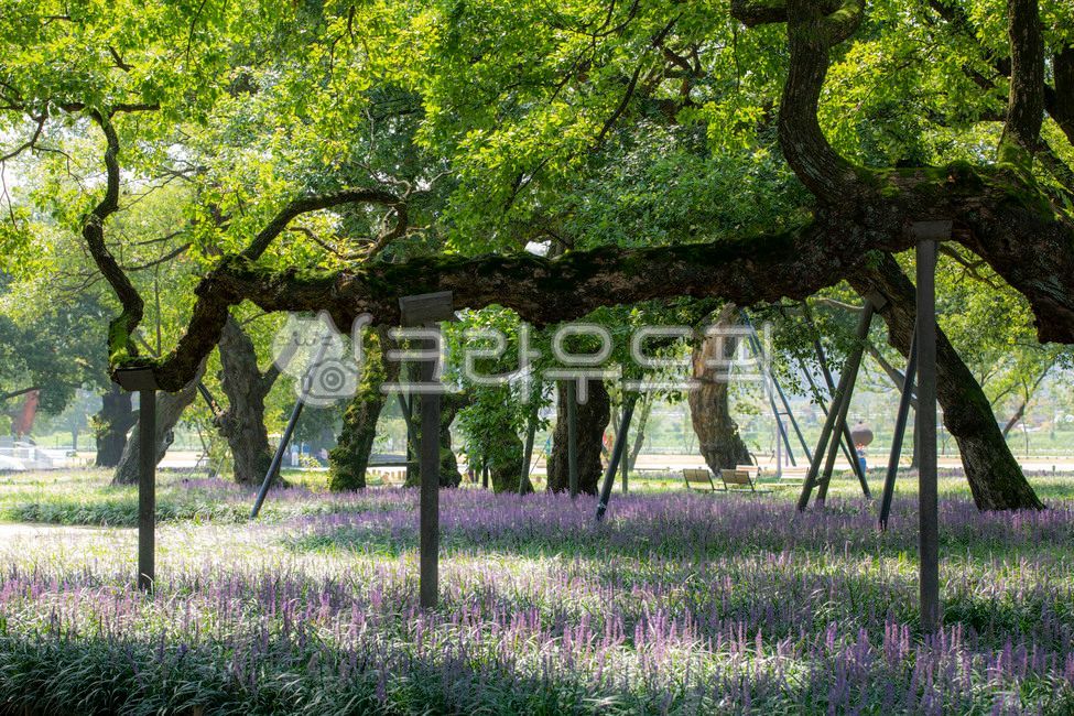 Seongjugun,willow,natural monument,Maekmundong,Bud tree,Forest Park outside the castle,flower