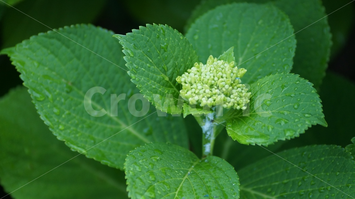 수국,어린수국,식물,꽃,꽃사진,거제수국,비오는날,식물,자연,plants,nature,꽃,flower