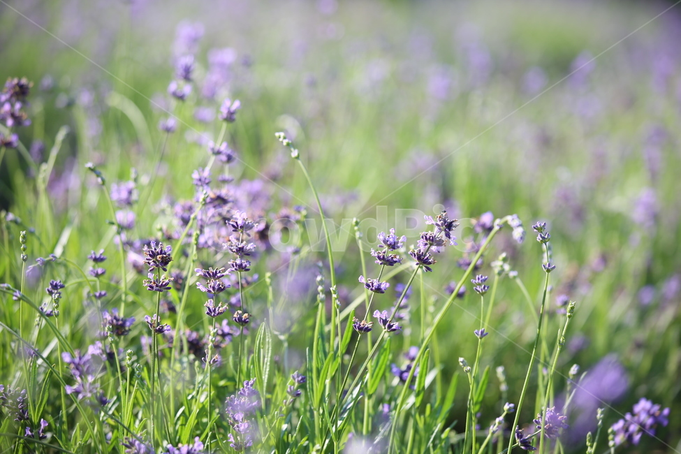 라벤더,보라빛향기,허브,허브빌리지,힐링,식물,자연,plants,nature,꽃,flower