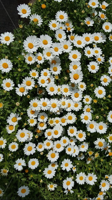 계란꽃,작은들꽃,흰색꽃,예쁜꽃,봄꽃,식물,자연,plants,nature,꽃,flower