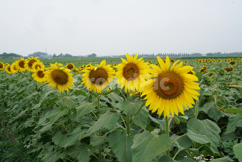 해바라기,식물,해바라기꽃,국화과,sunflower,두상화,규화,항일화