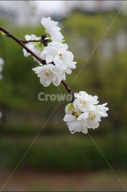백매화,흰색,봄,하늘,저녁,흐림,봄,계절,spring,season,식물,자연,plants,nature,꽃,flower,plant
