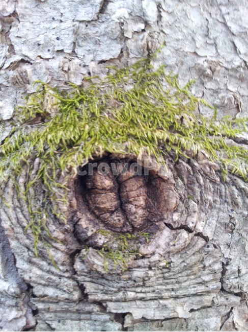 나무,식물,자연,전나무,treetrunk