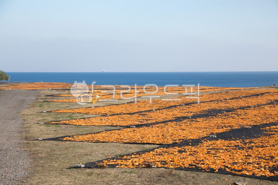 mandarin,sky,surface,Sincheon Ranch,tangerine peel,Jeju,nature,Drying Tangerines,jeju island,tangerine field