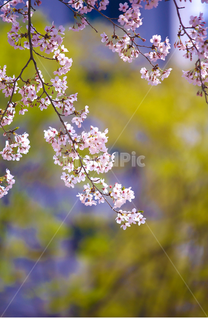 벚꽃,봄,srpingcherryblossom,꽃,계절,springseason,식물,자연,plantsnatureflower,봄,계절,spring,season,식물,자연,plants,nature,꽃,flower,plant
