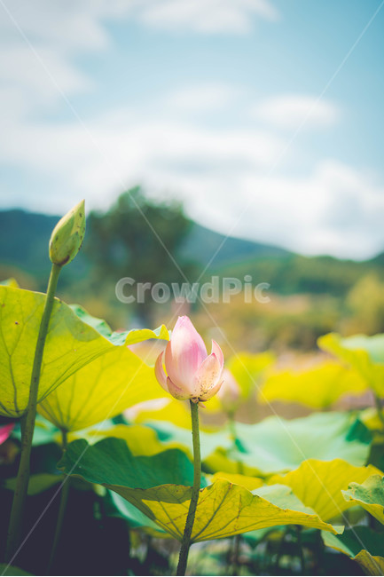 식물,꽃,연꽃,여름꽃,분홍꽃,여름,계절,summer,season,식물,자연,plants,nature,꽃,flower,plant,leaf,잎