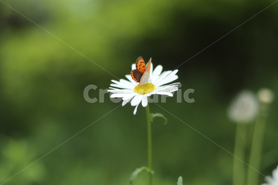 샤스타데이지,꽃,나비,봄,흰색꽃,초록,식물,자연,plants,nature,꽃,flower,동물,animal,곤충,벌레,insect,bug