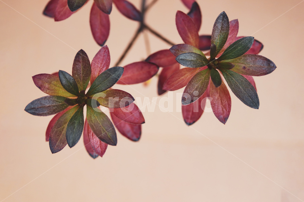 식물,나무,자연,leaf,plant,잎,green,natural,background