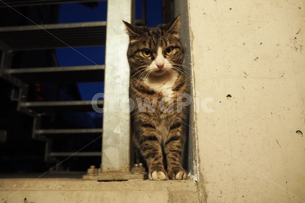 고양이,길고양이,길냥이,cat,cute,동물,animal,포유류,mammal,고양이,cat,kitten,kitty