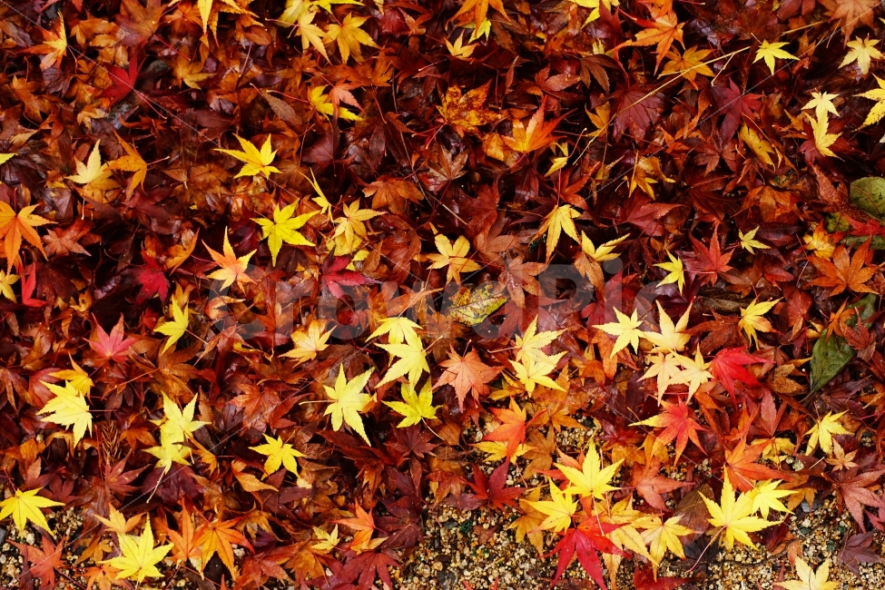 자연,가을,단풍,은행,은행나무,단풍나무,색감,비비드,식물,나무,잎,nature,감성,분위기,풍경,스냅,autumn,color,vivid,plant,tree,leaf,emotion,sensitive,landscape,snap,가을,계절,fall,autumn,season,식물,자연,plants,nature,maple