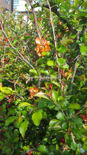봉우리,초록이,힐링,꽃,자연,숲,햇살,식물,자연,plants,nature