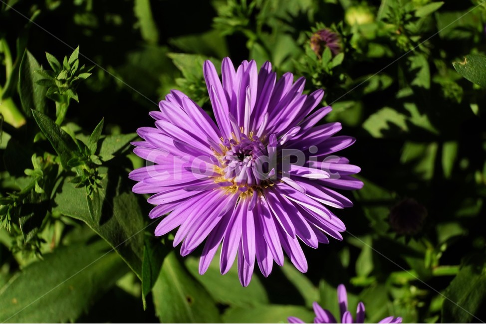 꽃,자연,아름다움,식물,nature,bloom,plant,beautiful,flower,식물,자연,plants,nature,꽃,flower