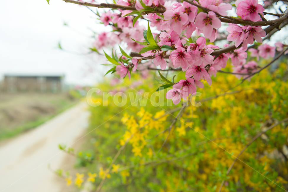 봄,자연,야외,공원,spring,nature,핑크,분홍색,pink,꽃,복사꽃,계절,식물,풍경,빛,season,plants,flower,감성,sensible,feeling,하늘,sky,노랑,녹색,green,yellow